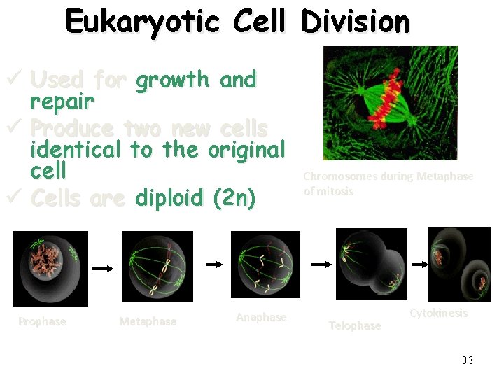 Eukaryotic Cell Division ü Used for growth and repair ü Produce two new cells