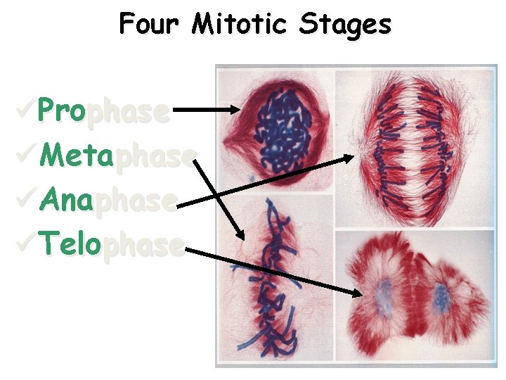 Four Mitotic Stages üProphase üMetaphase üAnaphase üTelophase 35 