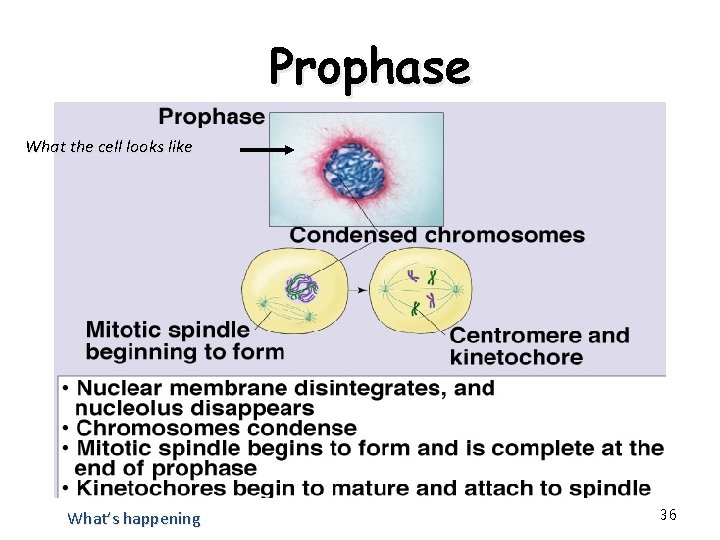 Prophase What the cell looks like What’s happening 36 