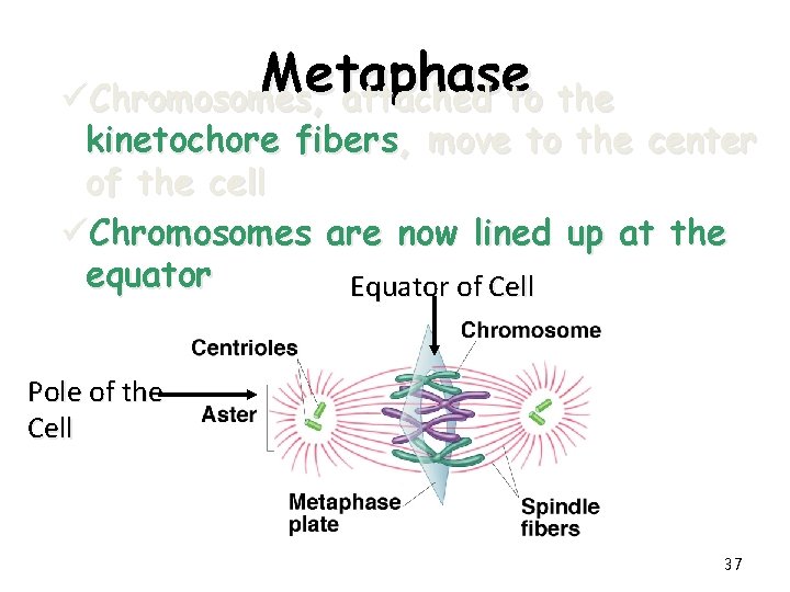 Metaphase üChromosomes, attached to the kinetochore fibers, move to the center of the cell