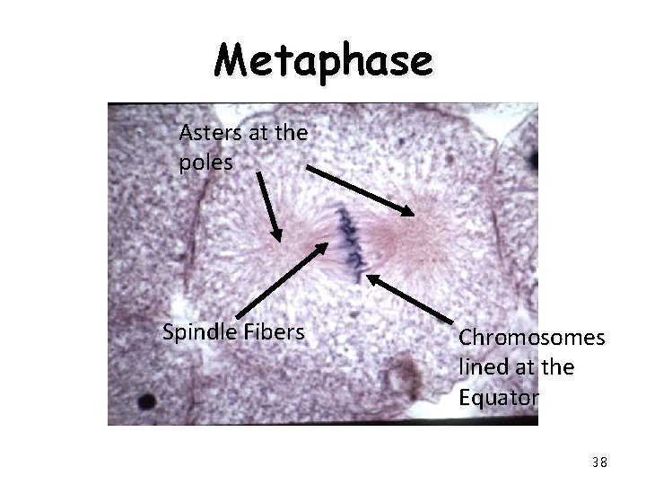 Metaphase Asters at the poles Spindle Fibers Chromosomes lined at the Equator 38 