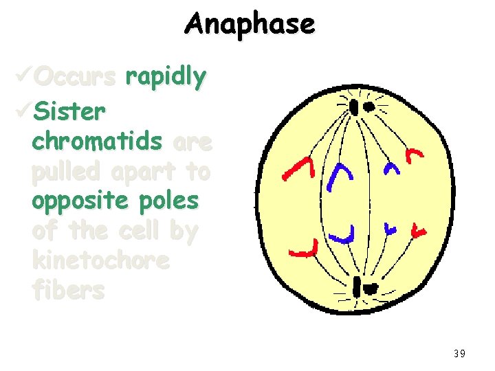 Anaphase üOccurs rapidly üSister chromatids are pulled apart to opposite poles of the cell