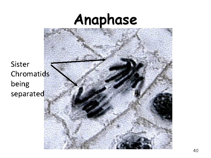 Anaphase Sister Chromatids being separated 40 