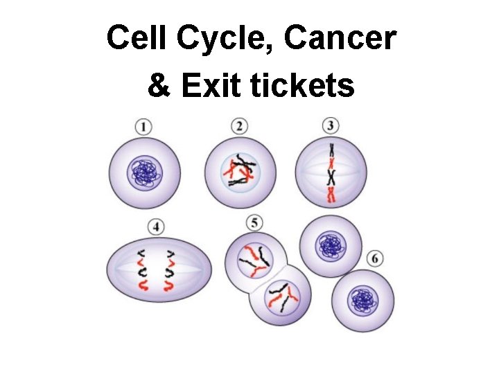 Cell Cycle, Cancer & Exit tickets Copyright © The Mc. Graw-Hill Companies, Inc. Permission