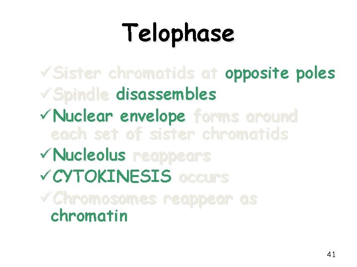 Telophase üSister chromatids at opposite poles üSpindle disassembles üNuclear envelope forms around each set