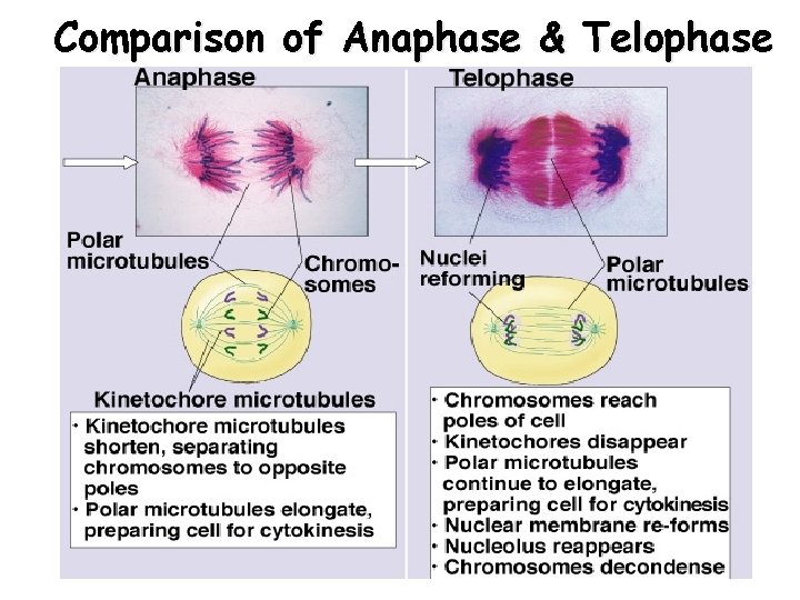 Comparison of Anaphase & Telophase 42 