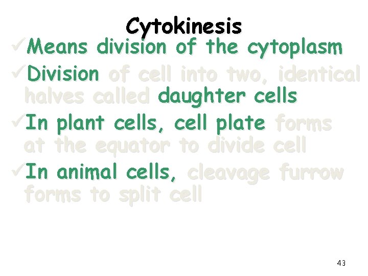 Cytokinesis üMeans division of the cytoplasm üDivision of cell into two, identical halves called