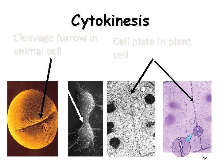 Cytokinesis Cleavage furrow in animal cell Cell plate in plant cell 44 