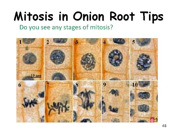 Mitosis in Onion Root Tips Do you see any stages of mitosis? 48 