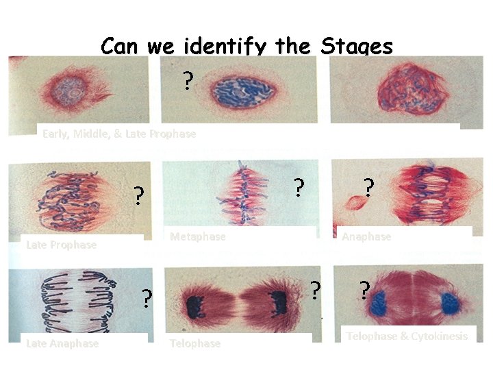 Can we identify the Stages ? Early, Middle, & Late Prophase ? ? Metaphase