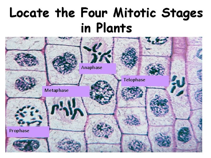 Locate the Four Mitotic Stages in Plants Anaphase Telophase Metaphase Prophase 50 