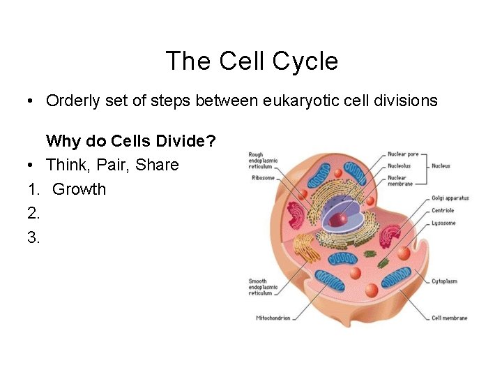 The Cell Cycle • Orderly set of steps between eukaryotic cell divisions Why do