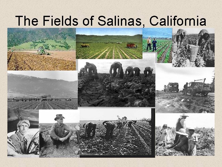 The Fields of Salinas, California 