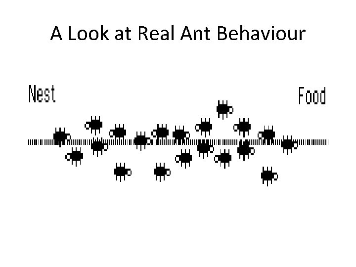 A Look at Real Ant Behaviour 