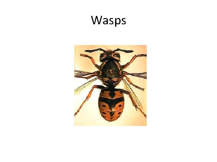 Wasps 