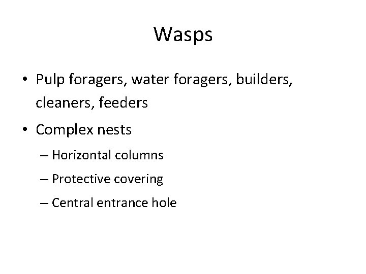 Wasps • Pulp foragers, water foragers, builders, cleaners, feeders • Complex nests – Horizontal