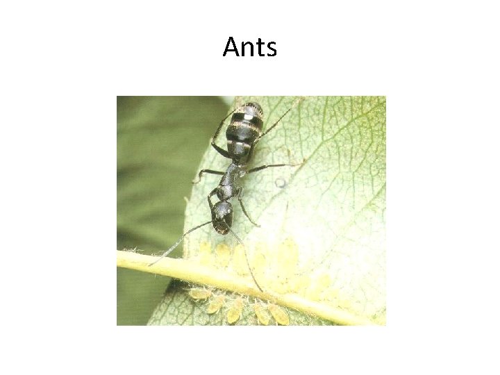 Ants 