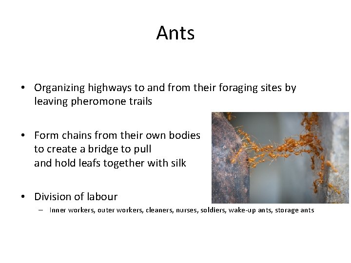 Ants • Organizing highways to and from their foraging sites by leaving pheromone trails