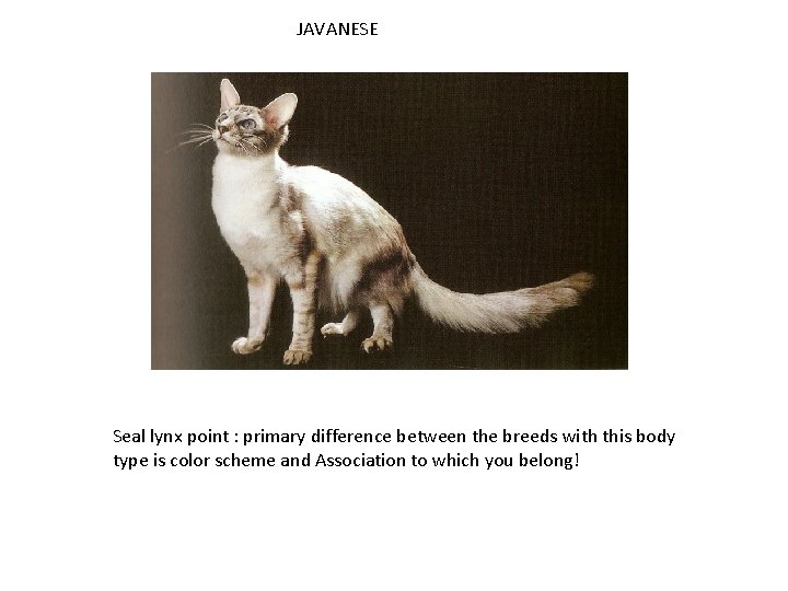 JAVANESE Seal lynx point : primary difference between the breeds with this body type