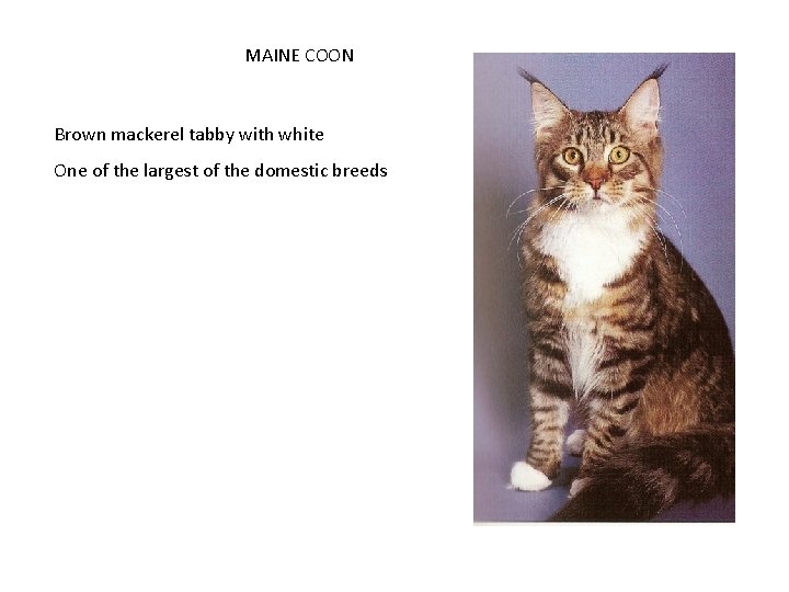 MAINE COON Brown mackerel tabby with white One of the largest of the domestic