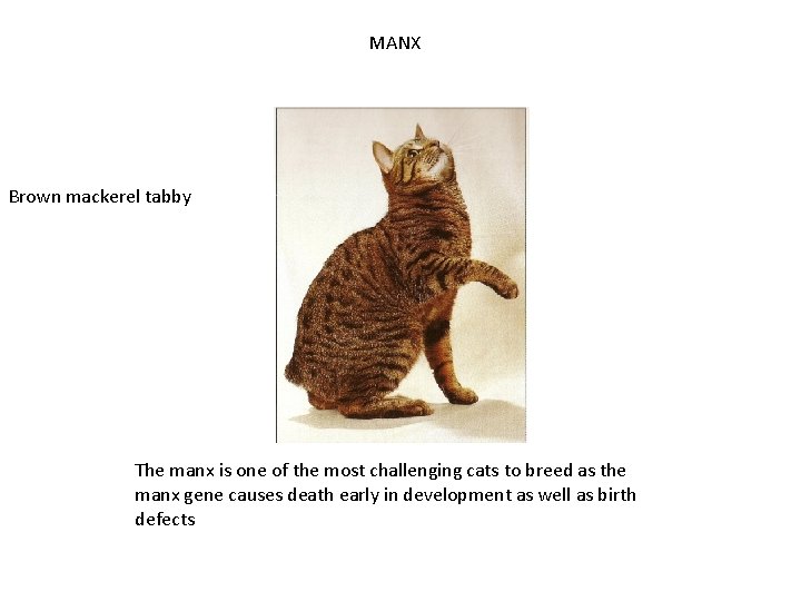 MANX Brown mackerel tabby The manx is one of the most challenging cats to