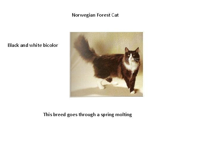 Norwegian Forest Cat Black and white bicolor This breed goes through a spring molting