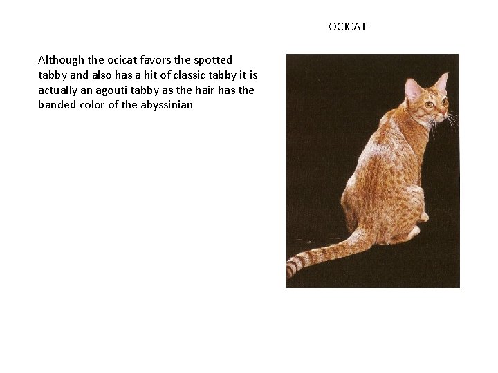 OCICAT Although the ocicat favors the spotted tabby and also has a hit of