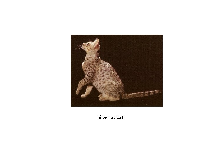 Silver ocicat 