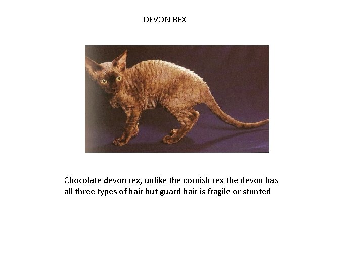 DEVON REX Chocolate devon rex, unlike the cornish rex the devon has all three