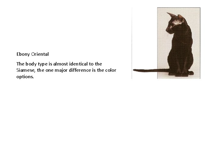 Ebony Oriental The body type is almost identical to the Siamese, the one major