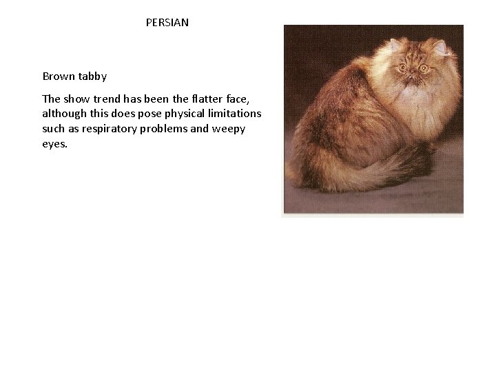 PERSIAN Brown tabby The show trend has been the flatter face, although this does