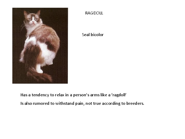 RAGDOLL Seal bicolor Has a tendency to relax in a person’s arms like a