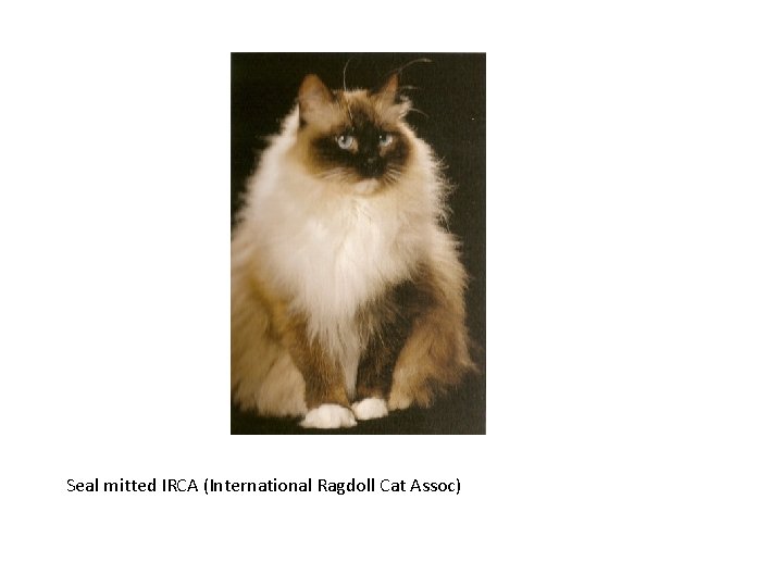 Seal mitted IRCA (International Ragdoll Cat Assoc) 