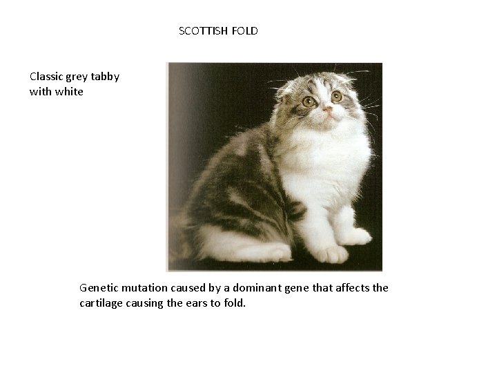 SCOTTISH FOLD Classic grey tabby with white Genetic mutation caused by a dominant gene