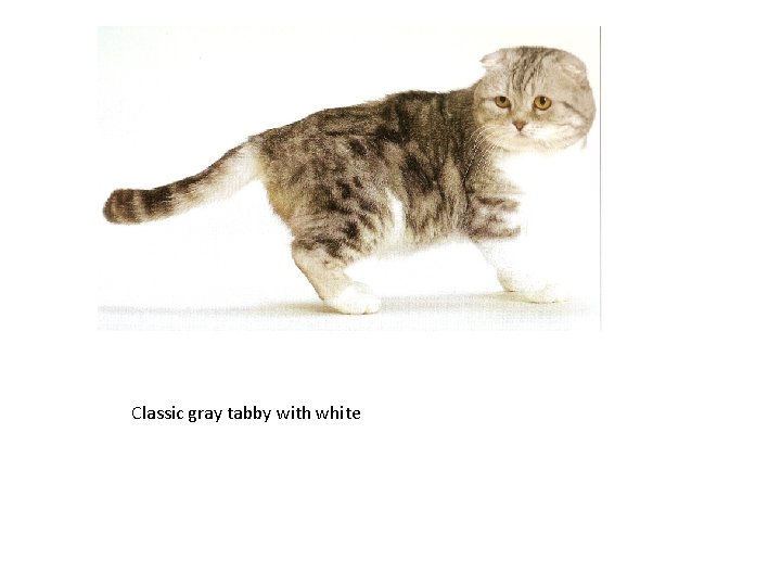 Classic gray tabby with white 