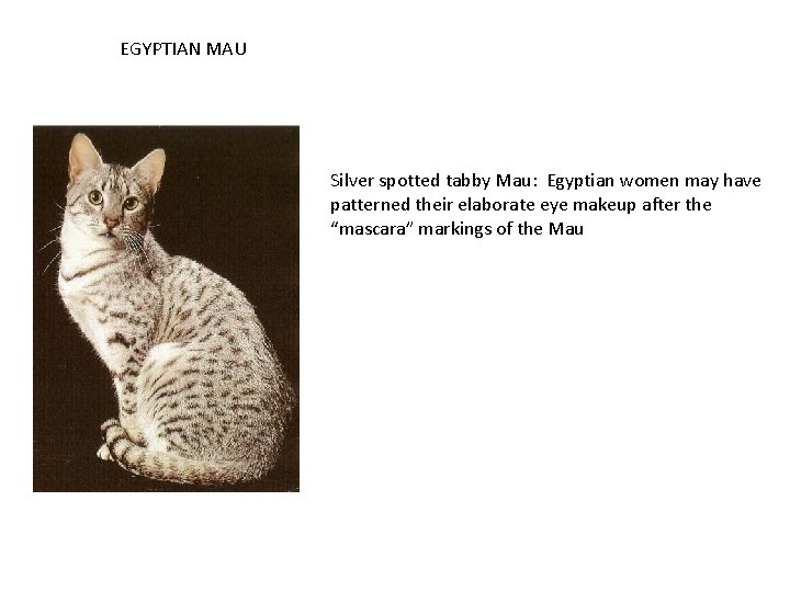 EGYPTIAN MAU Silver spotted tabby Mau: Egyptian women may have patterned their elaborate eye