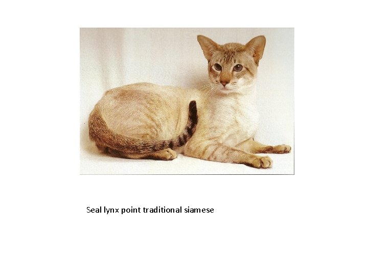 Seal lynx point traditional siamese 