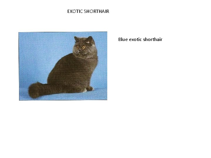 EXOTIC SHORTHAIR Blue exotic shorthair 