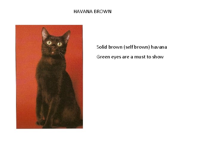 HAVANA BROWN Solid brown (self brown) havana Green eyes are a must to show