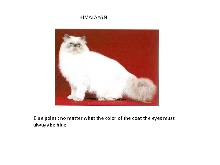 HIMALAYAN Blue point : no matter what the color of the coat the eyes