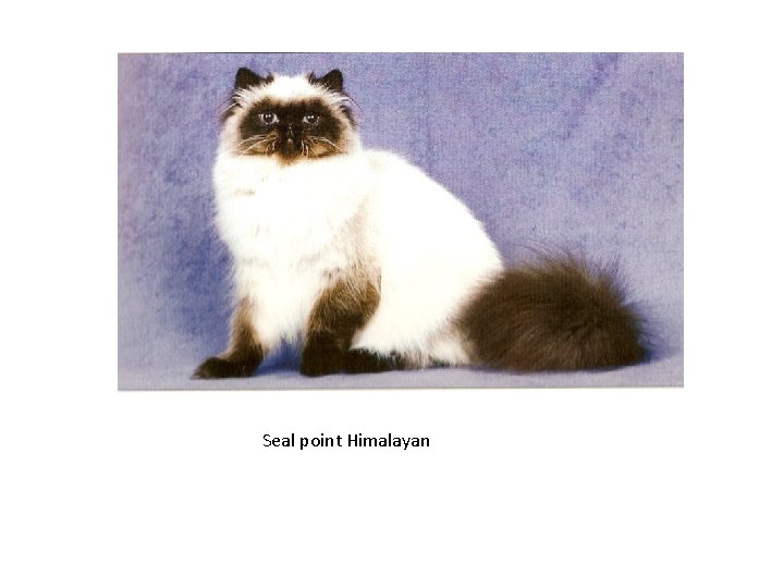 Seal point Himalayan 