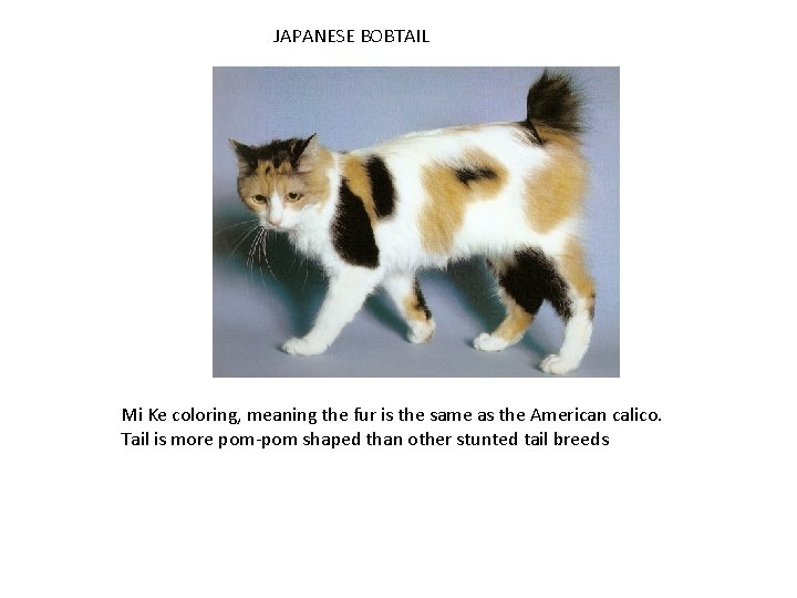 JAPANESE BOBTAIL Mi Ke coloring, meaning the fur is the same as the American