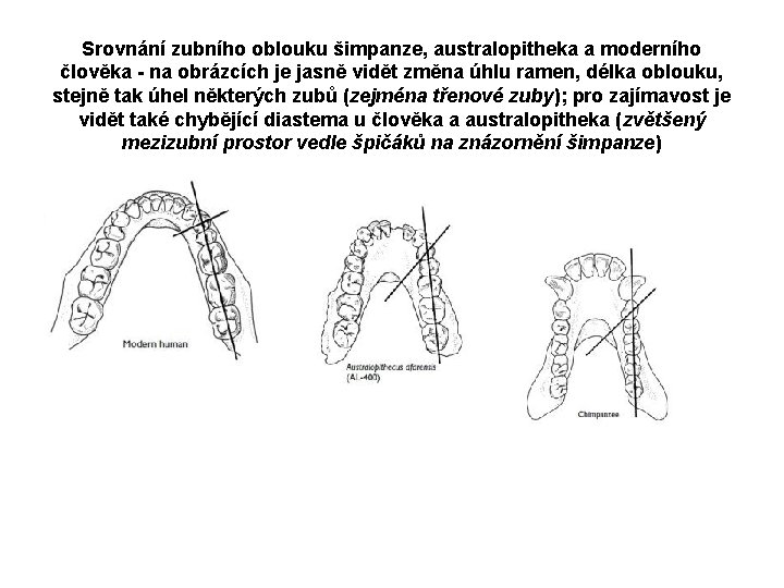 Srovnání zubního oblouku šimpanze, australopitheka a moderního člověka - na obrázcích je jasně vidět