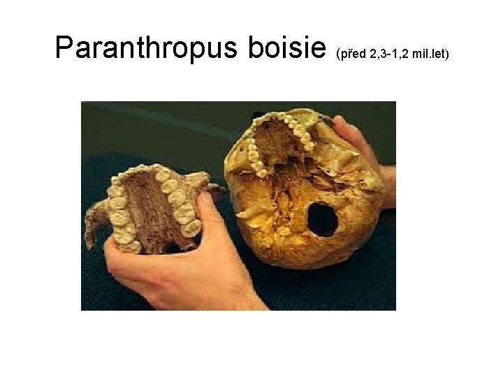 Paranthropus boisie (před 2, 3 -1, 2 mil. let) 