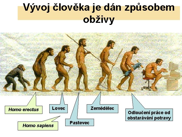 Vývoj člověka je dán způsobem obživy Homo erectus Lovec Homo sapiens Zemědělec Pastevec Odloučení