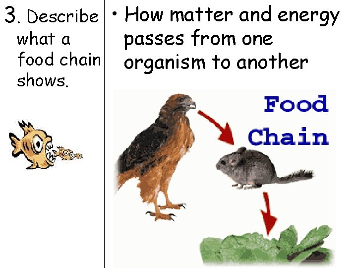 3. Describe • How matter and energy what a food chain shows. passes from