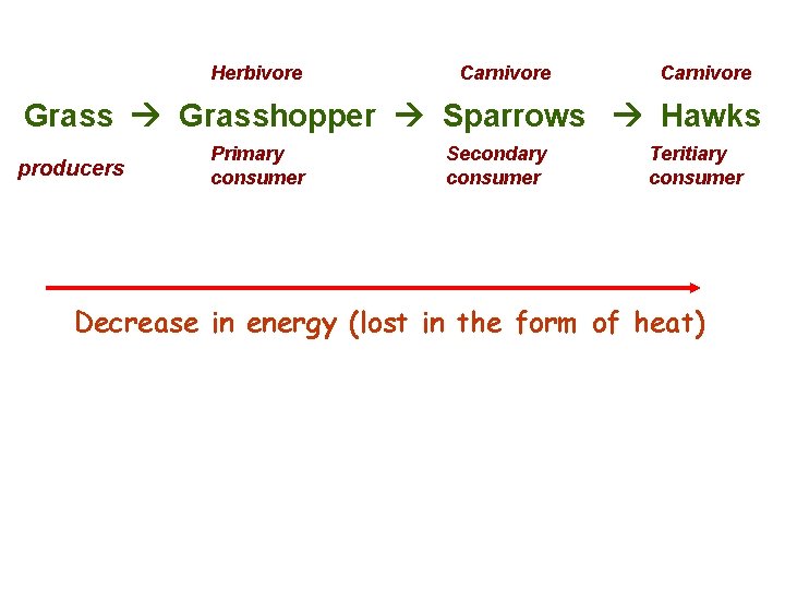 Herbivore Carnivore Grasshopper Sparrows Hawks producers Primary consumer Secondary consumer Teritiary consumer Decrease in