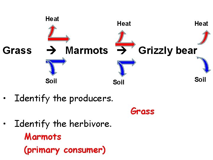 Heat Grass Marmots Soil Heat Grizzly bear Soil • Identify the producers. Grass •