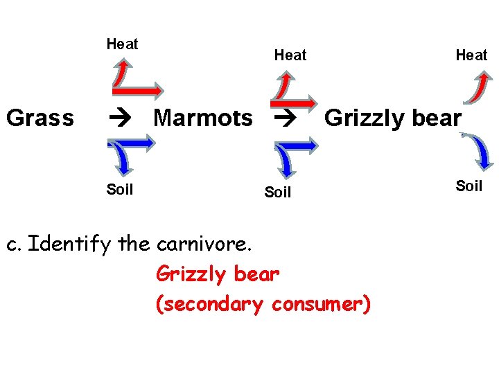 Heat Grass Marmots Soil Heat Grizzly bear Soil c. Identify the carnivore. Grizzly bear