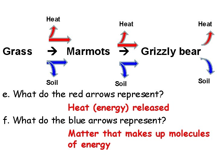 Grass Marmots Soil Heat Grizzly bear Soil e. What do the red arrows represent?